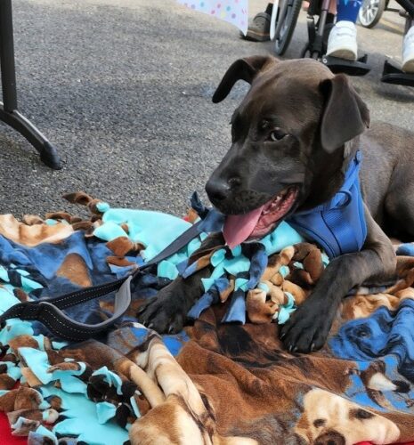 Dogs love their blankets!